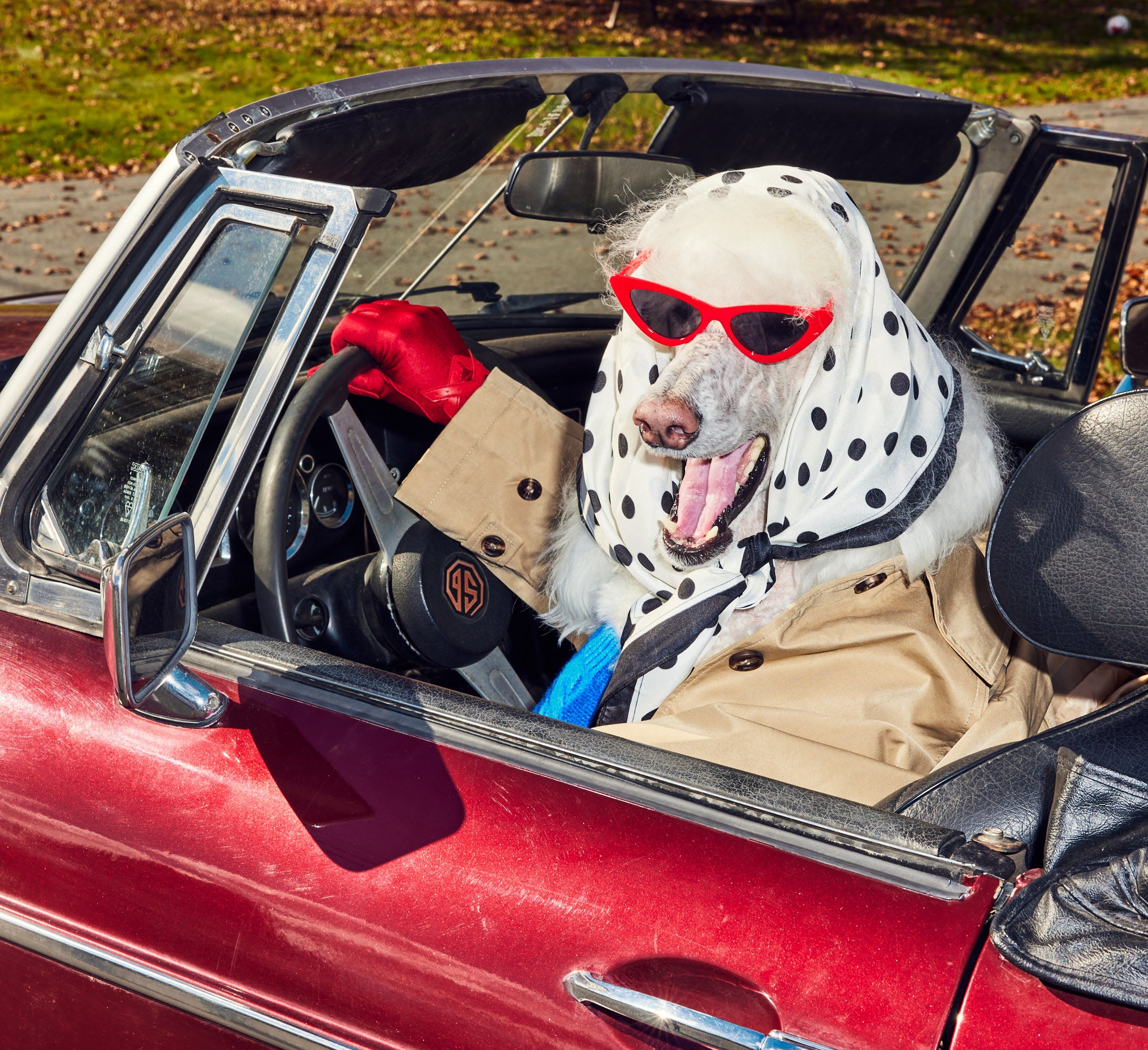 Dog wearing sunglasses and a headscarf riding in a red convertible